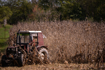 an old red tractor chopping corn in the field. mechanized agriculture in the village. maize cutter