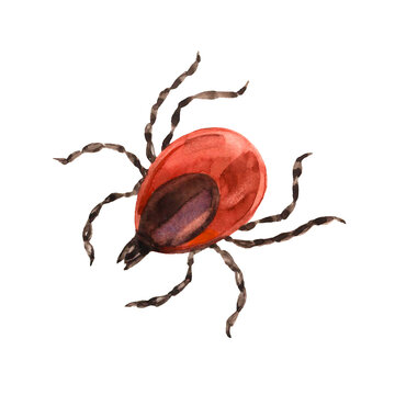red european forest mite, parasite insect, ixodes ricinus, infection carrier, bloodsucker, color illustration isolated on a white background in hand drawn and watercolor technique