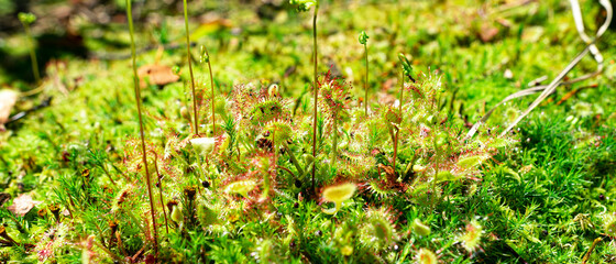 Bright green-red predatory plant Drosera rotundifolia