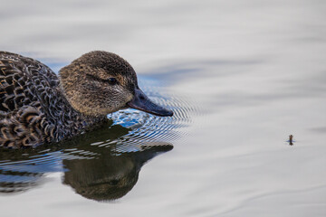 Hen Green-Winged Teal Duck Zeroes in on Tasty Emerging Mosquito Nymph