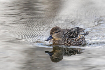 Hen Green-Winged Teal Duck Swims in Beautiful Morning Light