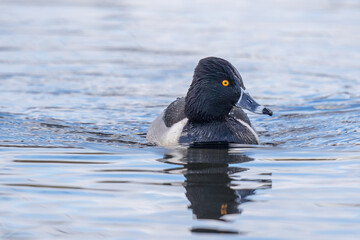 Portrait of Handsome Male Ring-Necked Duck