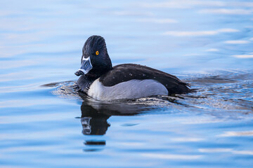 Portrait of Handsome Male Ring-Necked Duck