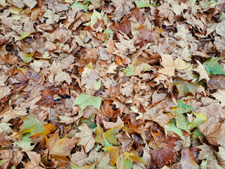 autumn leaves background