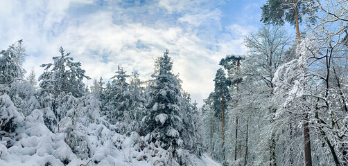 Fairy-tale Wintrer landscape. snow covered tree in a forest on a calm day