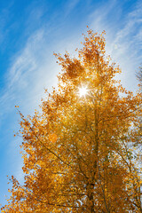 Aspen near Lake Tahoe