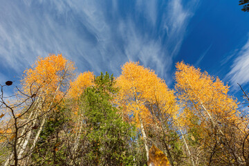 Aspen near Lake Tahoe
