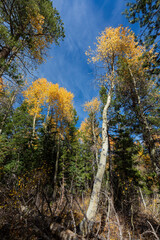Fototapeta premium Aspen near Lake Tahoe