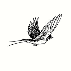 Hand drawn swallow bird flying . Ink black and white drawing. Vector illustration