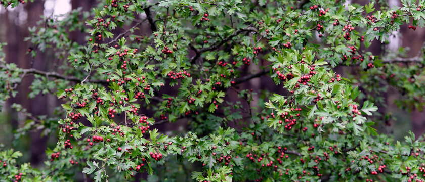 Bush crataegus monogyna with fruits in the summer forest