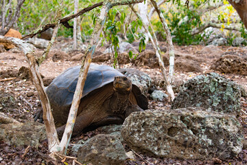 Galapagos turtle 1
