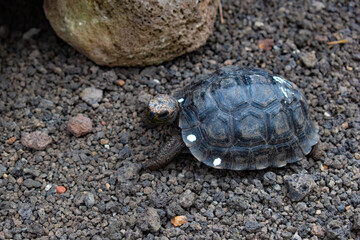 Baby galapagos turtle 