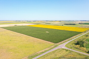 Obraz premium Corn cultivation, Buenos Aires Province, Argentina.