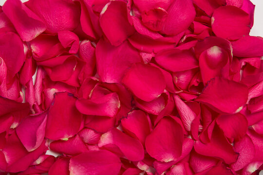 background and texture of bright red rose petals. copy space.
