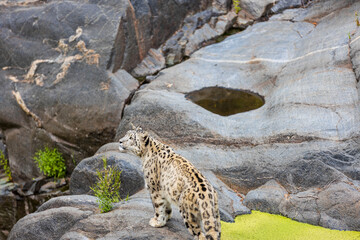 Close up view of wild leopard near water in stone indentation.