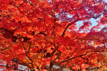真如堂の紅葉