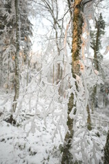 Fototapeta premium Branches recouvertes de neige