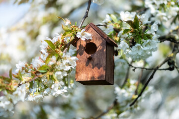 Birdhouse in spring with blossom cherryflower
