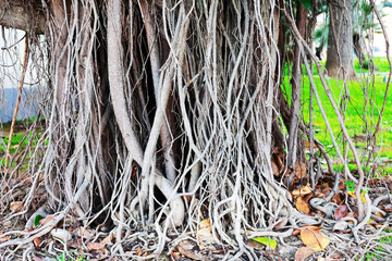 roots of ficus tree in Cadiz capital, Andalusia. Spain. Europe