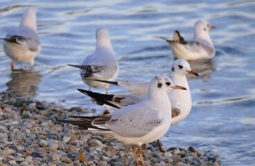 Seagulls standing by the lake