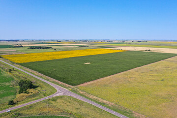 Corn cultivation, Buenos Aires Province, Argentina.