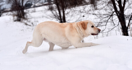 un perro labrador corriendo en la nieve