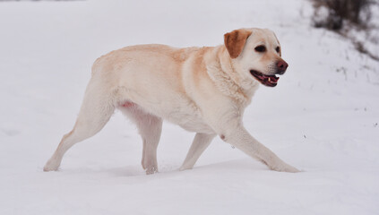 un perro labrador corriendo en la nieve