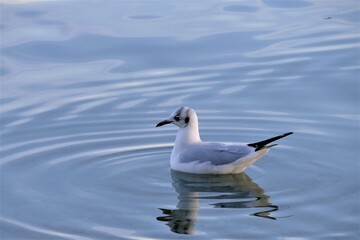 Seagull swim on the lake