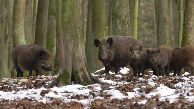 Wild boar sus scrofa group fearfully staring in dark forest. Group of Wild boar on background natural environment of deep woods. Wildlife footage.