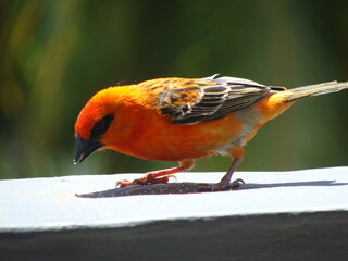 robin on a branch