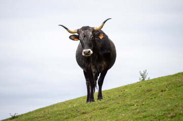 A cow on the hills of Cantabria, Spain