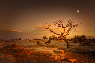 Single tree at sunset with the full moon behind in the Dead Horse Point State Park, Utah