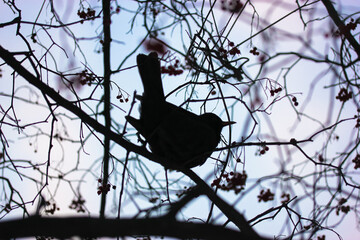 Silhouette of a black bird sitting on the thin branches of a bare berry tree in winter, purple background. Wildlife and the birds of our planet.