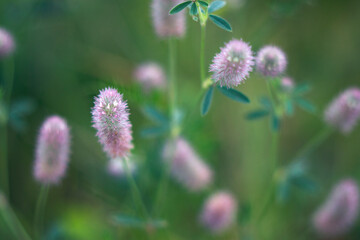 cat feet pink fluffy flowers in summer meadow - close up, natural background