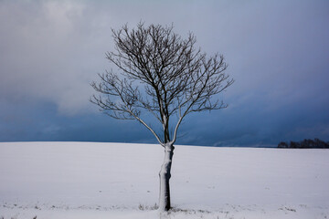 One  tree in the snow with an overcast sky
