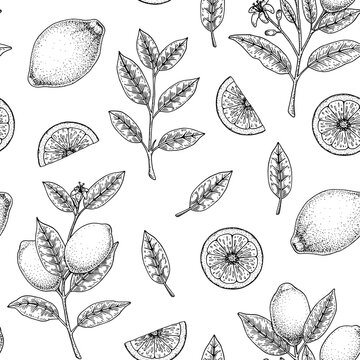 Hand drawn seamless pattern with lemon fruit, leaves and branches with flowers. Vector illustration in sketch style
