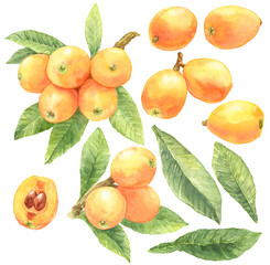 びわ　素材集　葉　枝　水彩画 © 中沢アサカ /Aasaka Y