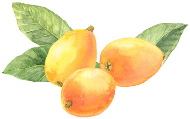 びわ　３個　びわの葉　水彩画