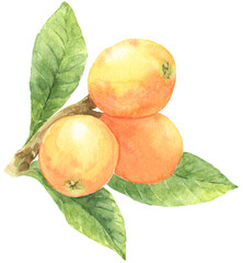 びわ　枝　３つの実　水彩画