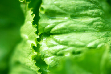unfocused green background with curves of fresh iceberg salad leaves in morning summer garden - close up, green garden and freshness atmosphere, organic and healthy food idea
