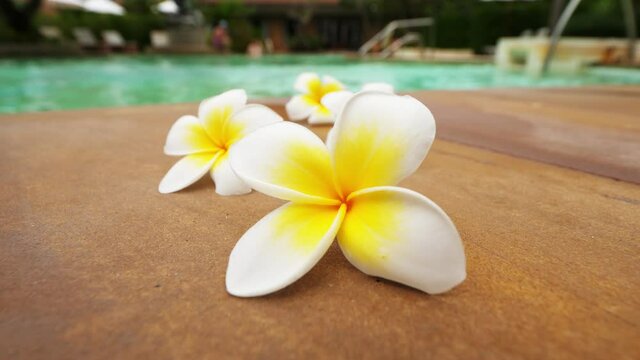 Beautiful Plumeria flowers lie on floor, blurred pool seen on background. Close up shot of several decorative flowers just fallen down from tree. Popular ornamental plant at Thailand