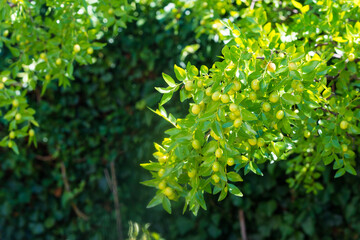Green background of branches of jujube (jujube real, Chinese date, capiinit, jojoba, lat. In the process jujuba). It's summer