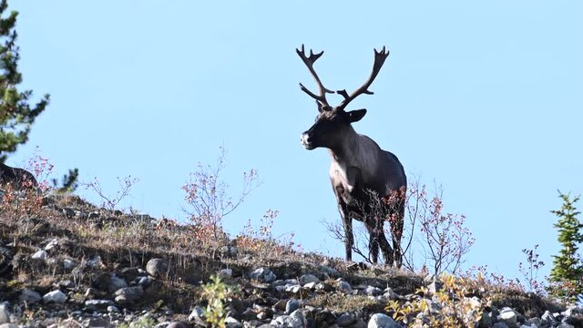 Mountain caribou in the wild