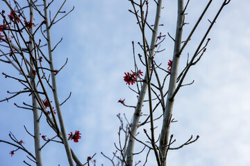 Winter season, Branch of the tree and flower, background blue sky.