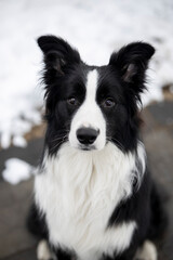 A young adult pure border collie dog outdoors in the winter.