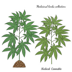 Medicinal herbs collection. Vector illustration with medical plant cannabis on a white background