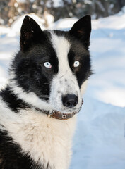 Portrait of a black and white typical Siberian hunting dog-husky with blue eyes.
