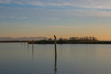 Fototapeta premium bird on a wooden post in a pond at sunset