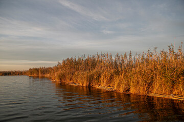 reed vegetation on the edge of a lagoon at sunset