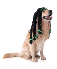 Golden retriever dog with a rasta wig